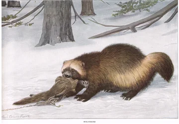 Wolverine